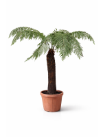 Dicksonia Antarctica 130cm pnia
